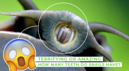 how many teeth do snails have