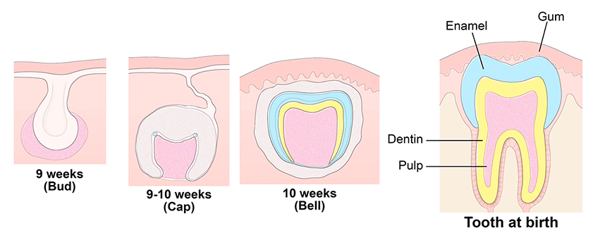 new teeth Graphic illustrating the process of tooth bud development in the womb.